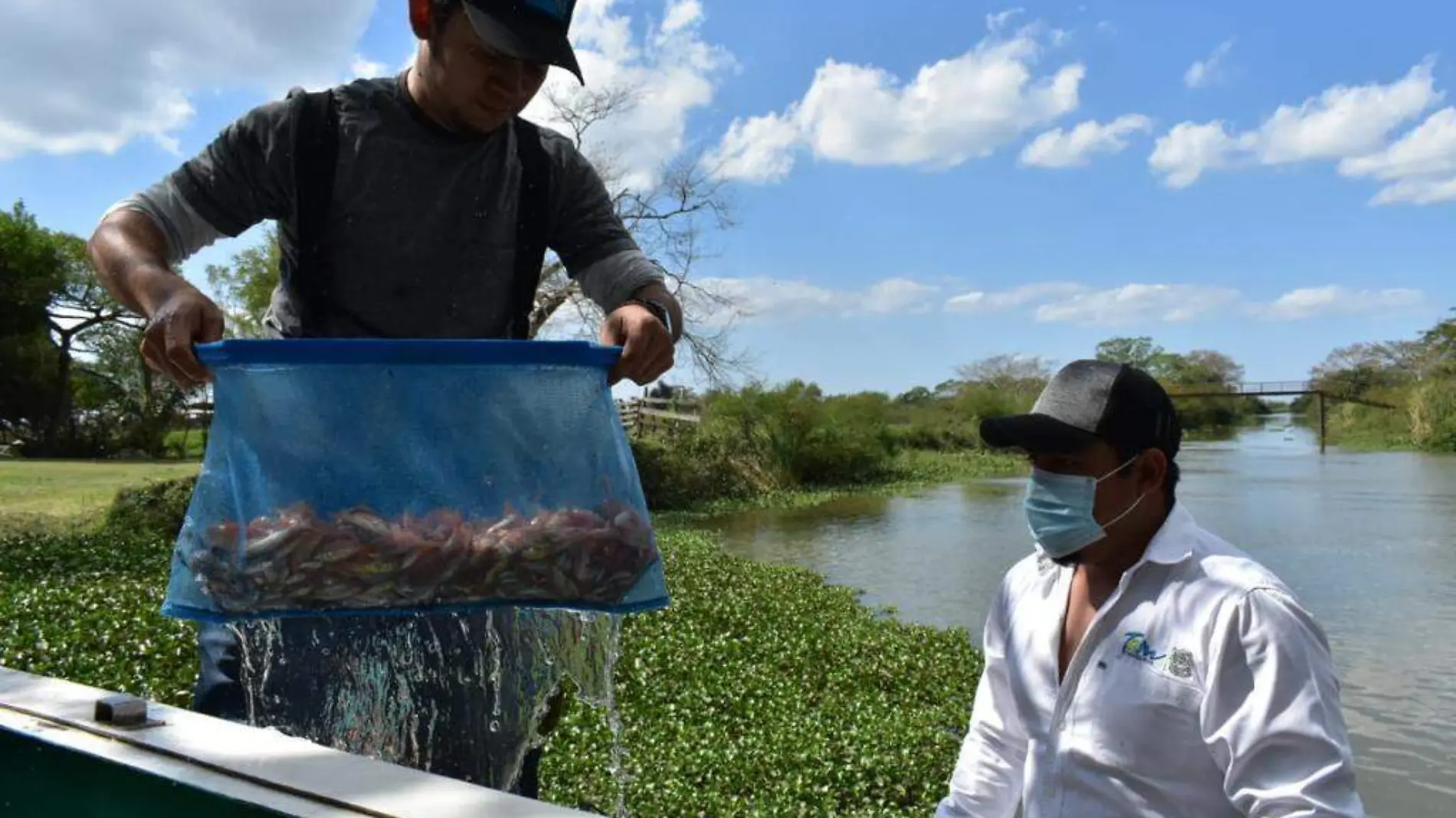 tilapia CORTESIA